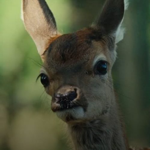 A voz feminina que vai te emocionar: ‘Bambi: uma aventura na floresta’ chega aos cinemas 💖🦌