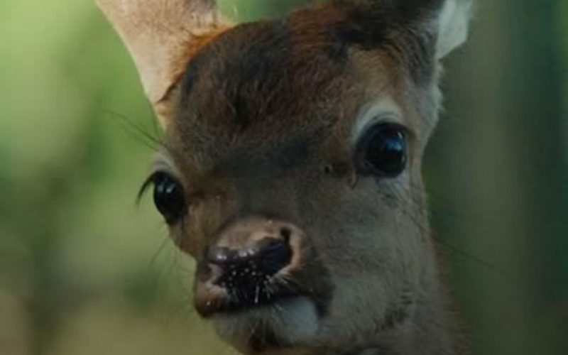 A voz feminina que vai te emocionar: ‘Bambi: uma aventura na floresta’ chega aos cinemas 💖🦌